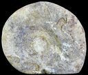 Cut and Polished Lower Jurassic Ammonite - England #62560-1